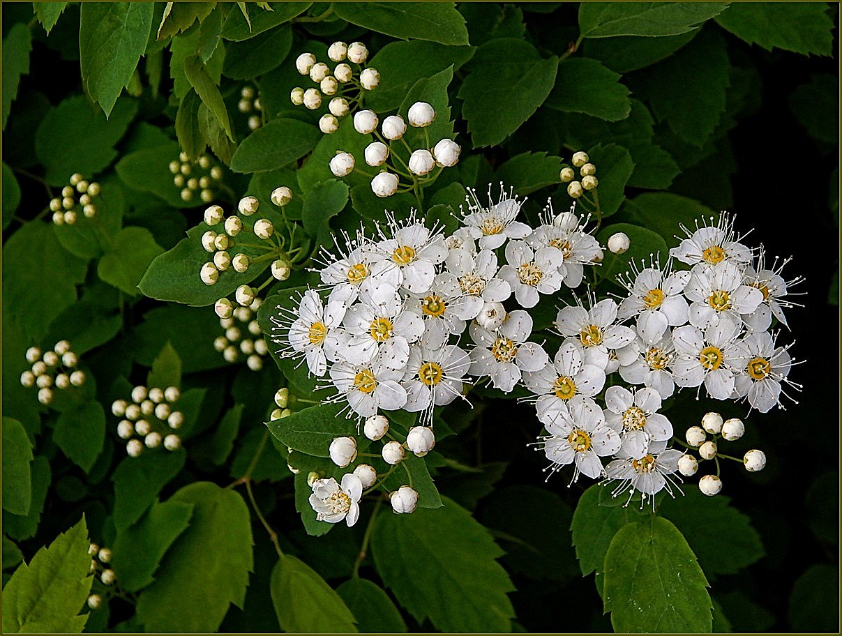 Спирея макрофолия фото