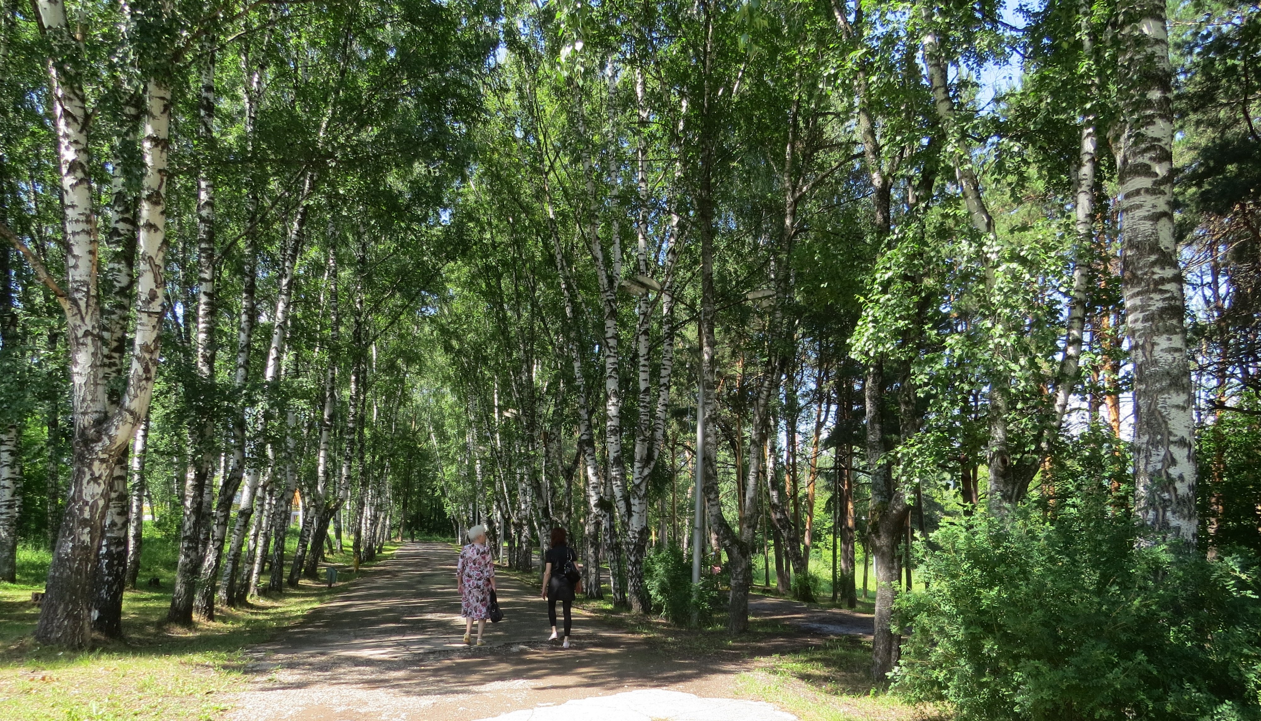 Парк березовый сад. Берёзы парк Строгино. Березы парк Курск. Парк Березки Псков. Березы парк Войковская.