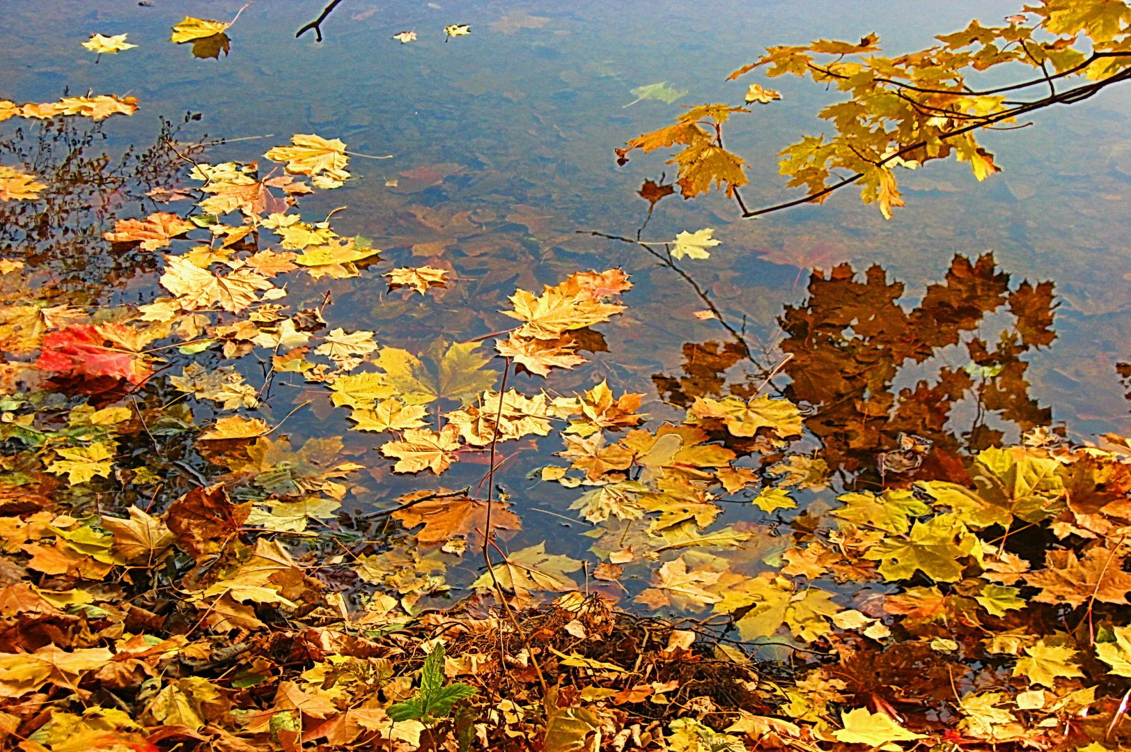 Листья кружатся