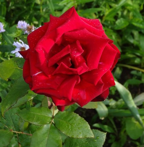 Красная роза у дома