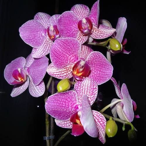 Орхидеи вечером