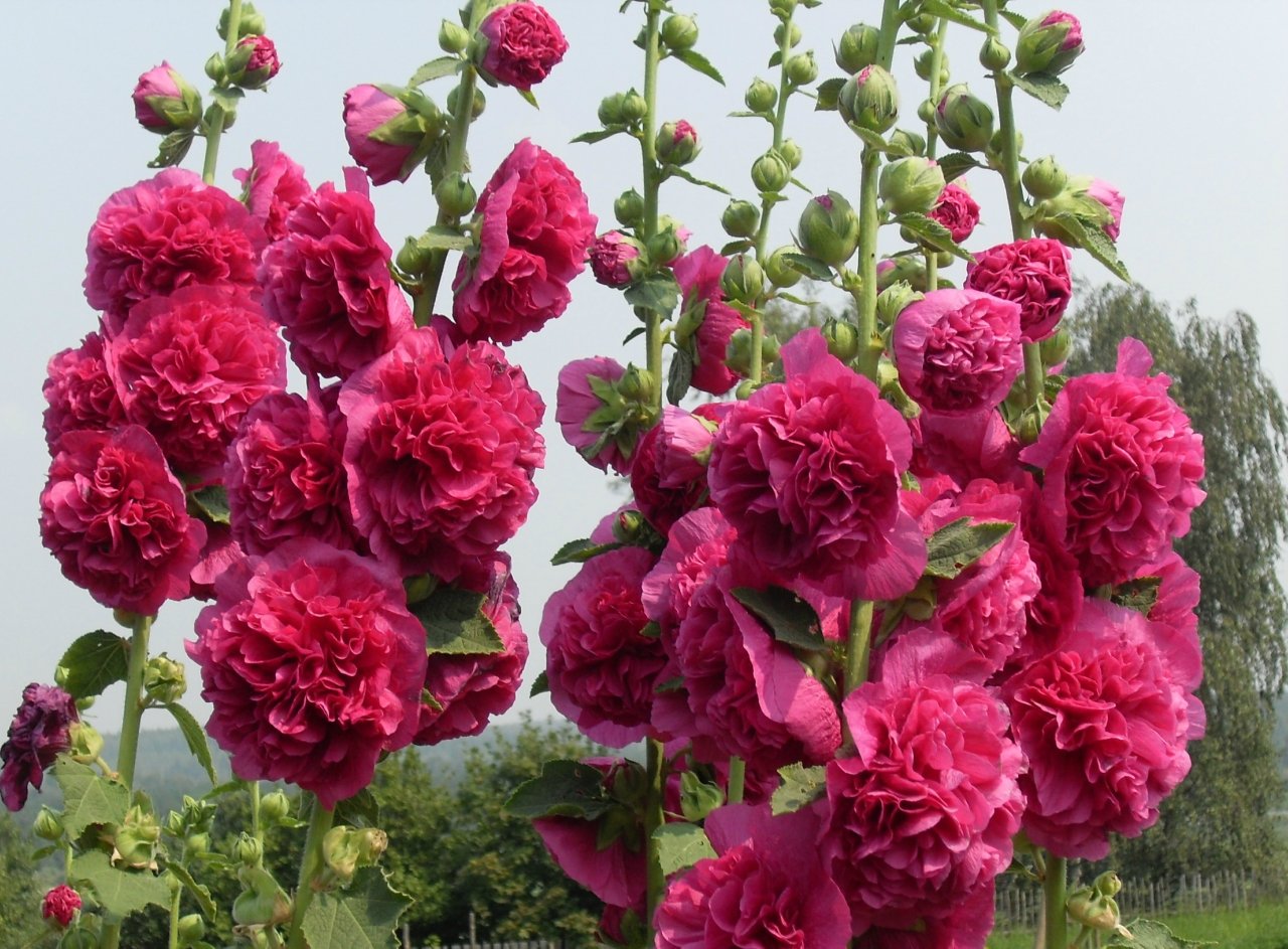 Мальва – Alcea rosea