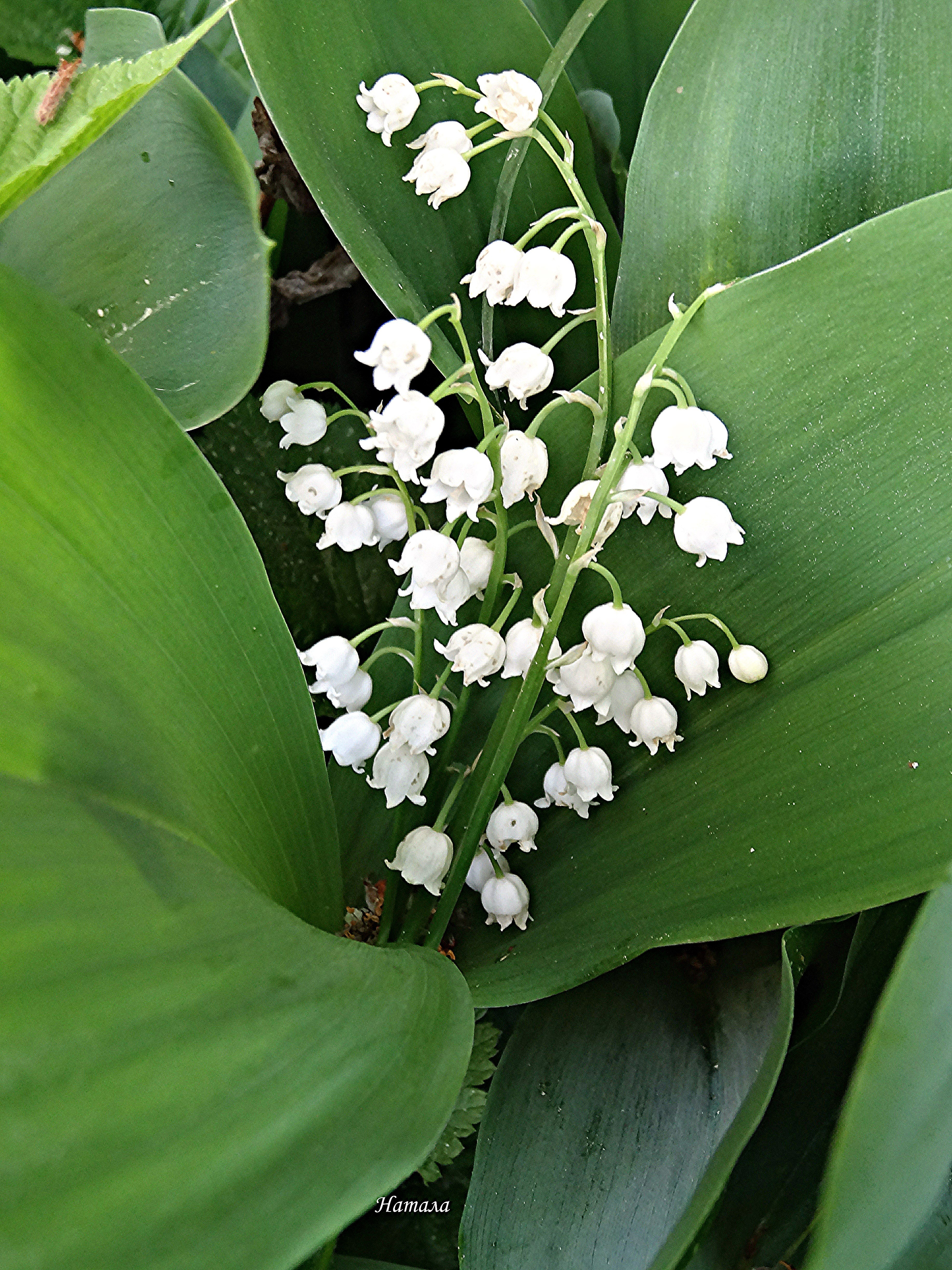 Ландыш Майский grandiflora