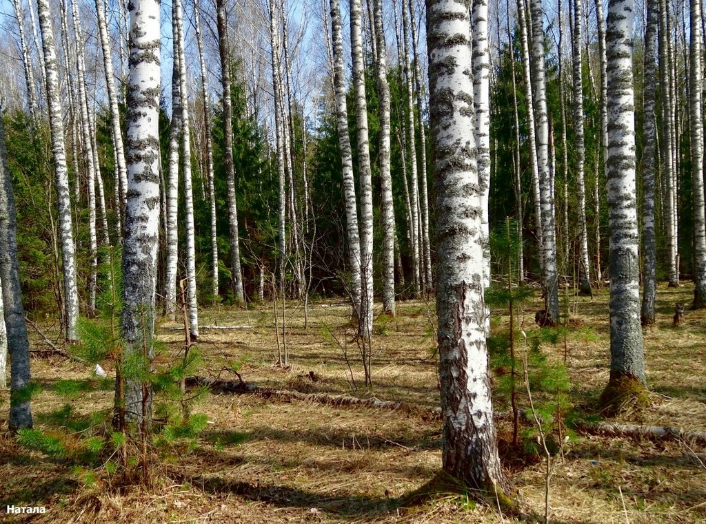 Фото леса весной реальное фото