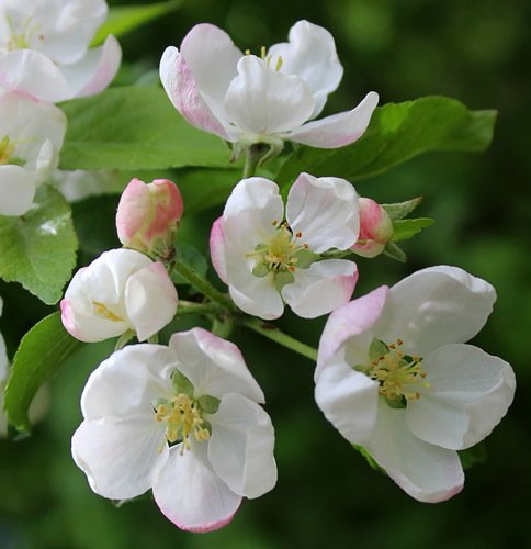 цветы яблони