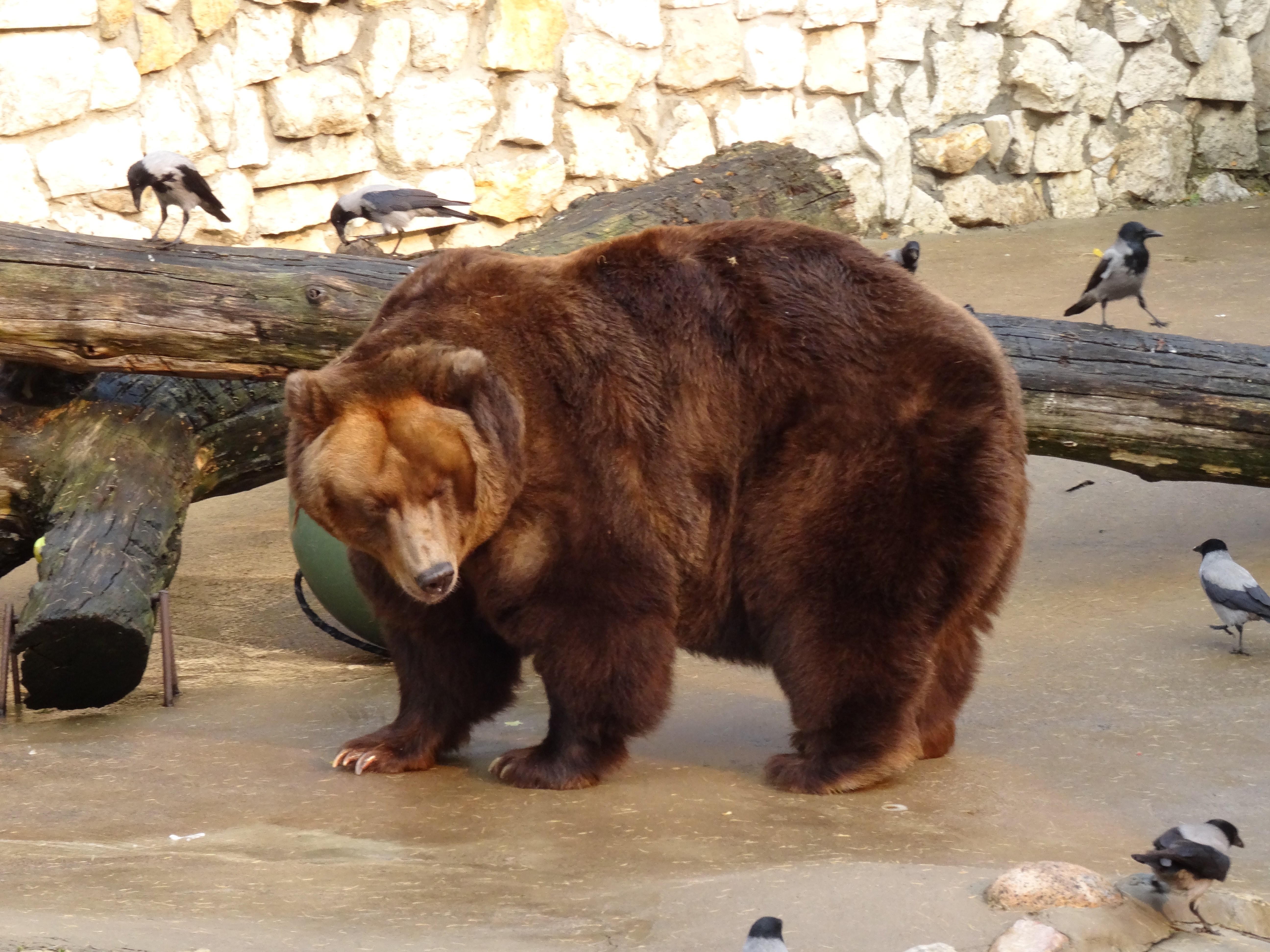 Бурый медведь московского зоопарка