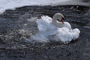 Танец для любимой..
