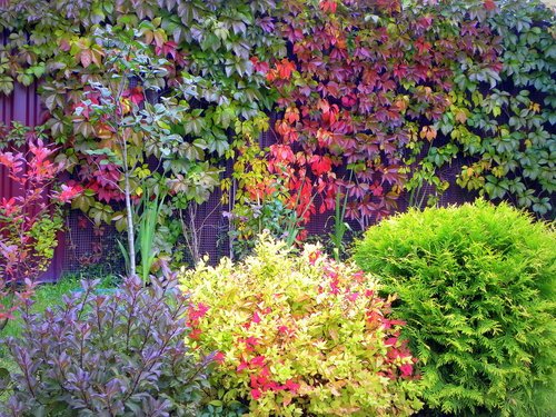 Осень нарядная в моем саду