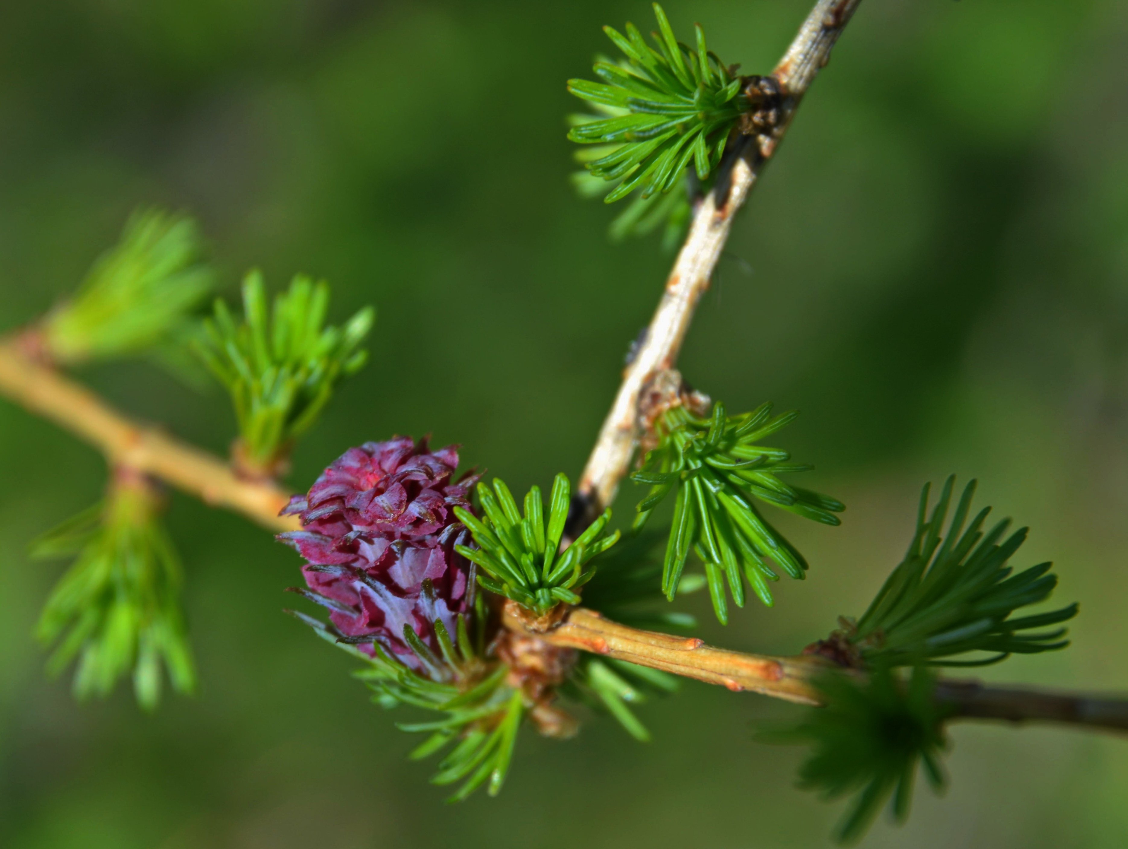 Ветки и шишки лиственницы. Лиственница Сибирская Larix sibirica. Лиственница Сукачева (Larix sukaczewii). Лиственница Сибирская (Larix sibirica Ledeb.). Лиственница Чекановского шишки.