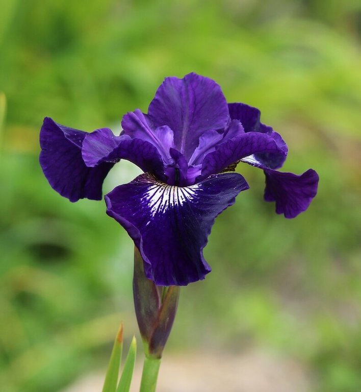 Iris Atropurpurea