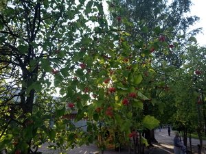 Осенние плоды