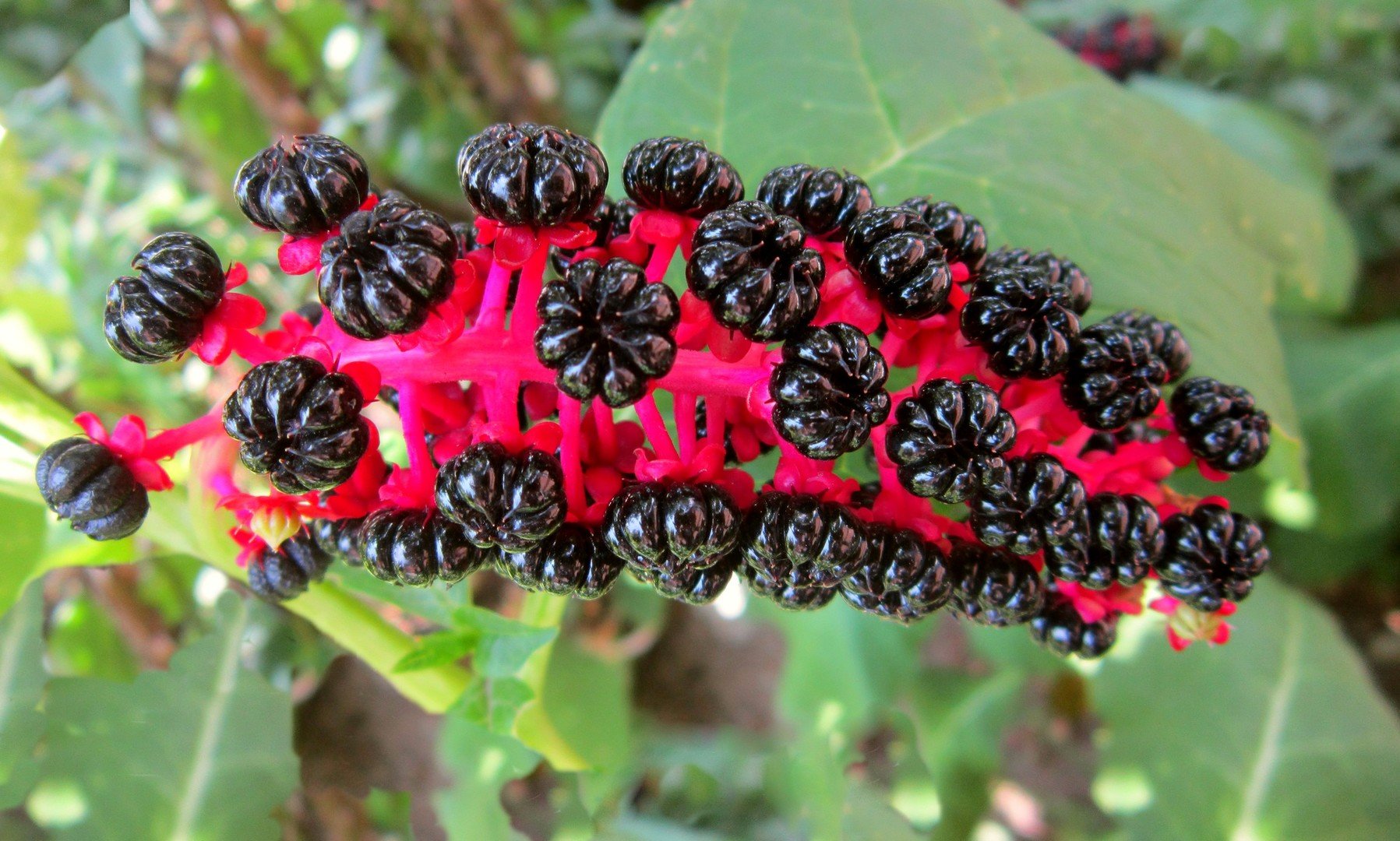 Лаконос американский (Phytolacca Americana)