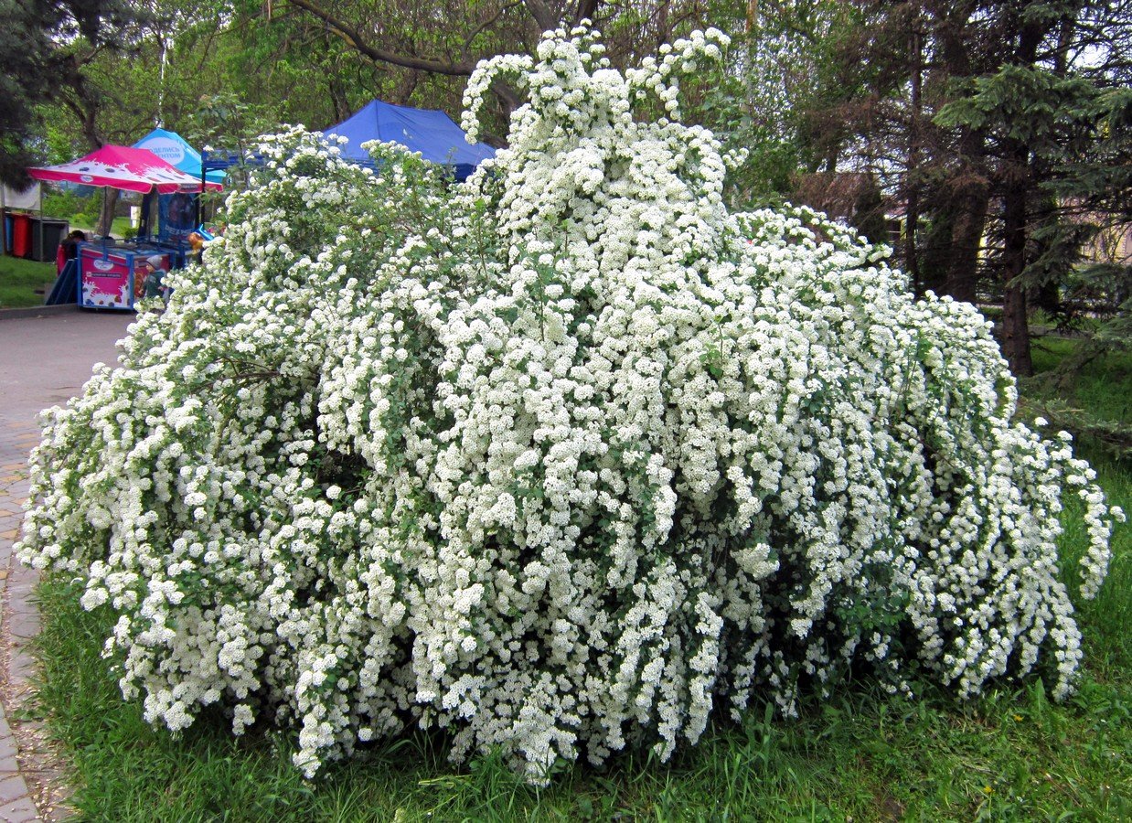 Спирея альба фото и описание кустарника