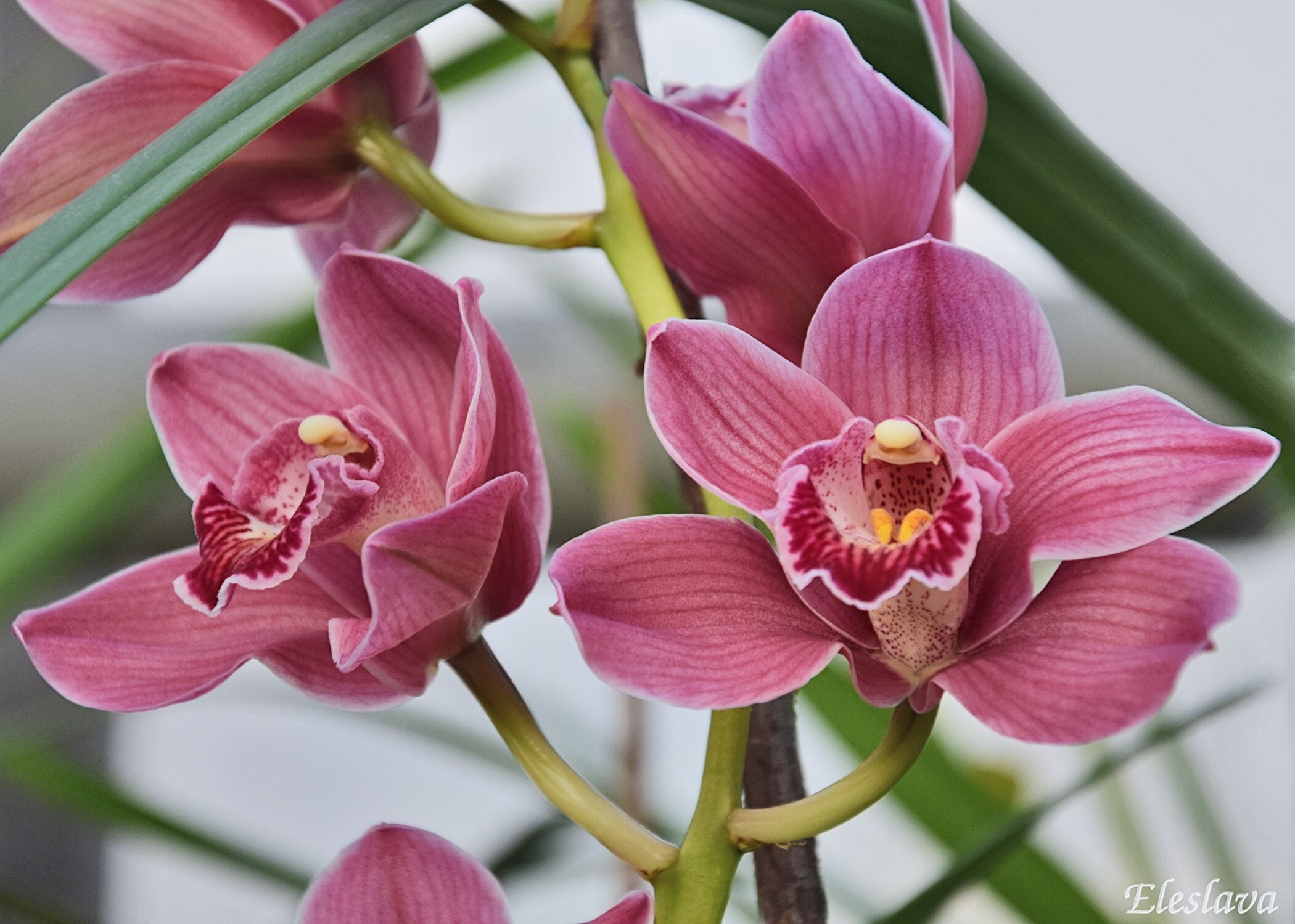 Клубневая Орхидея Цимбидиум