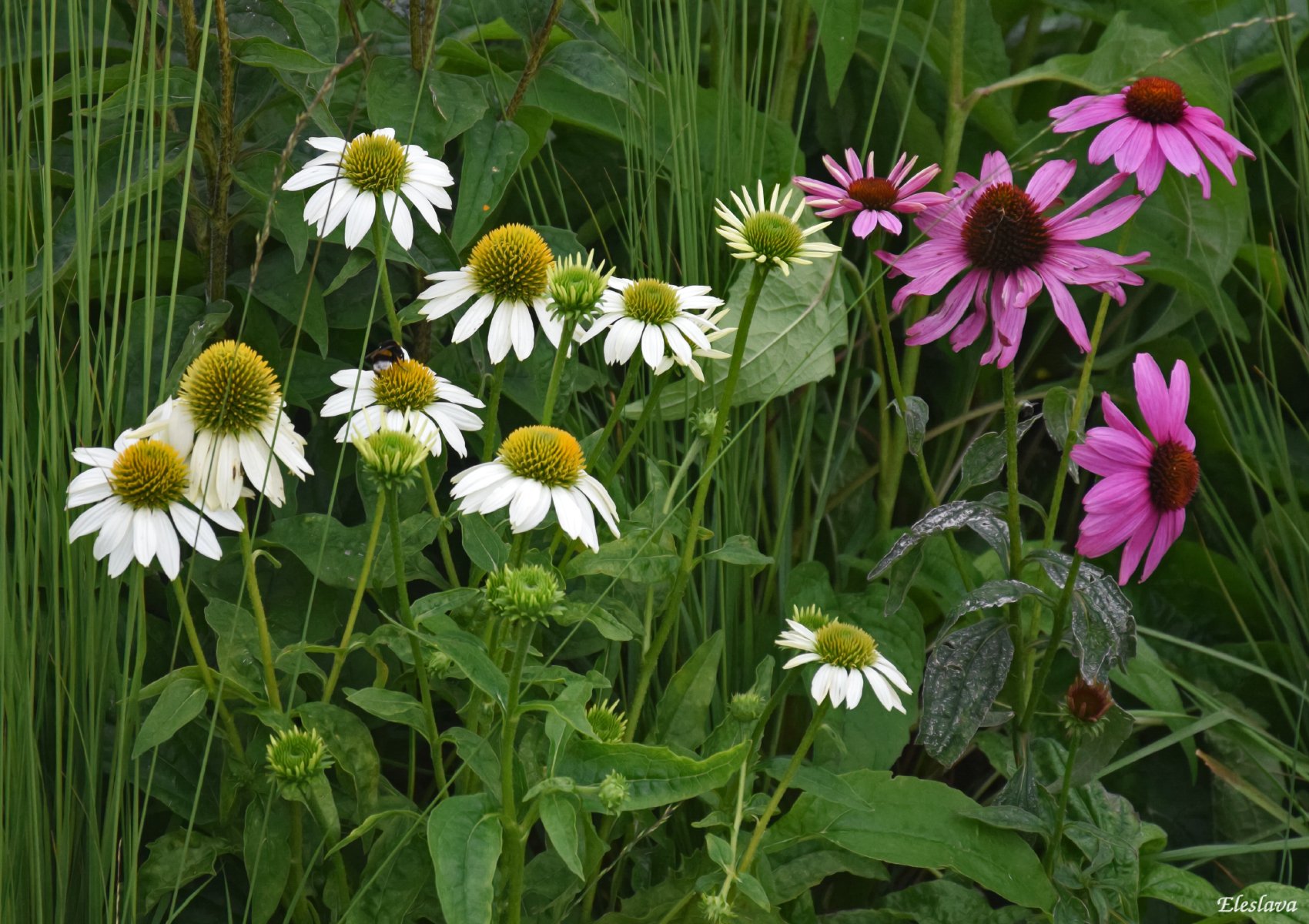 эхинацея цветок многолетний фото разновидности размножение