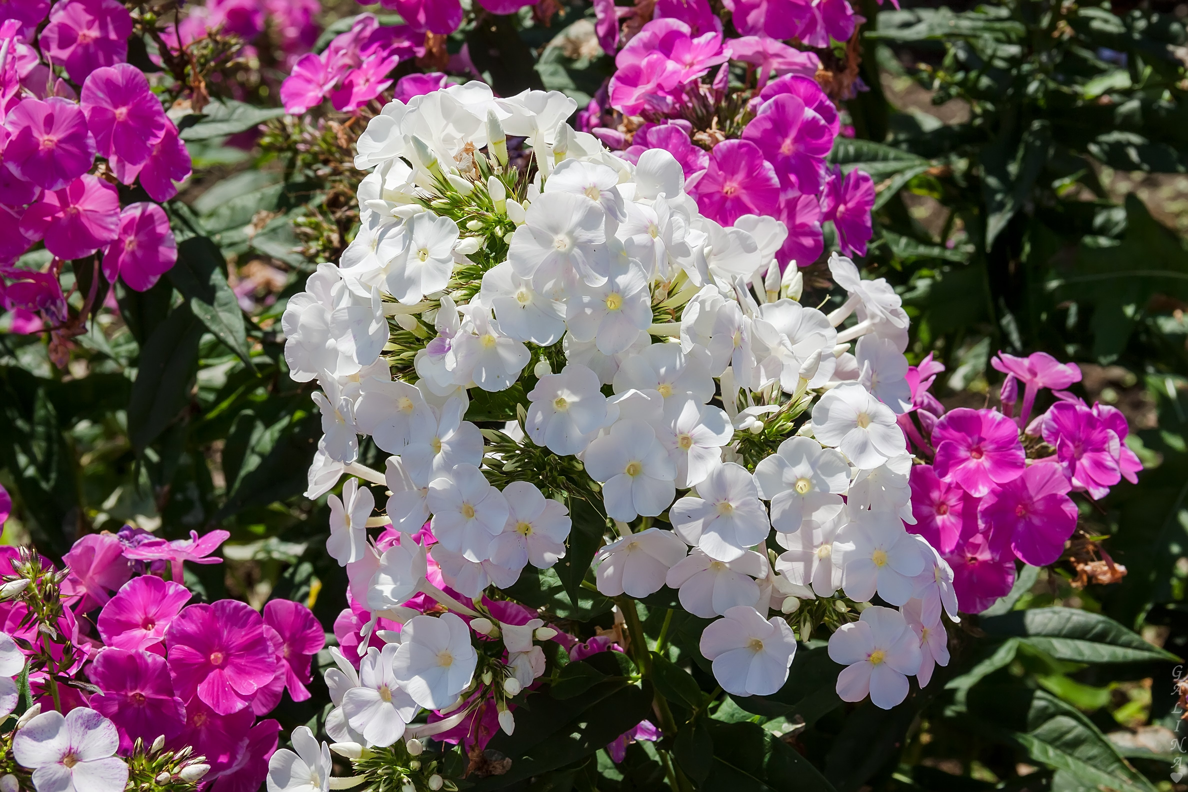 Флокс white admiral фото и описание