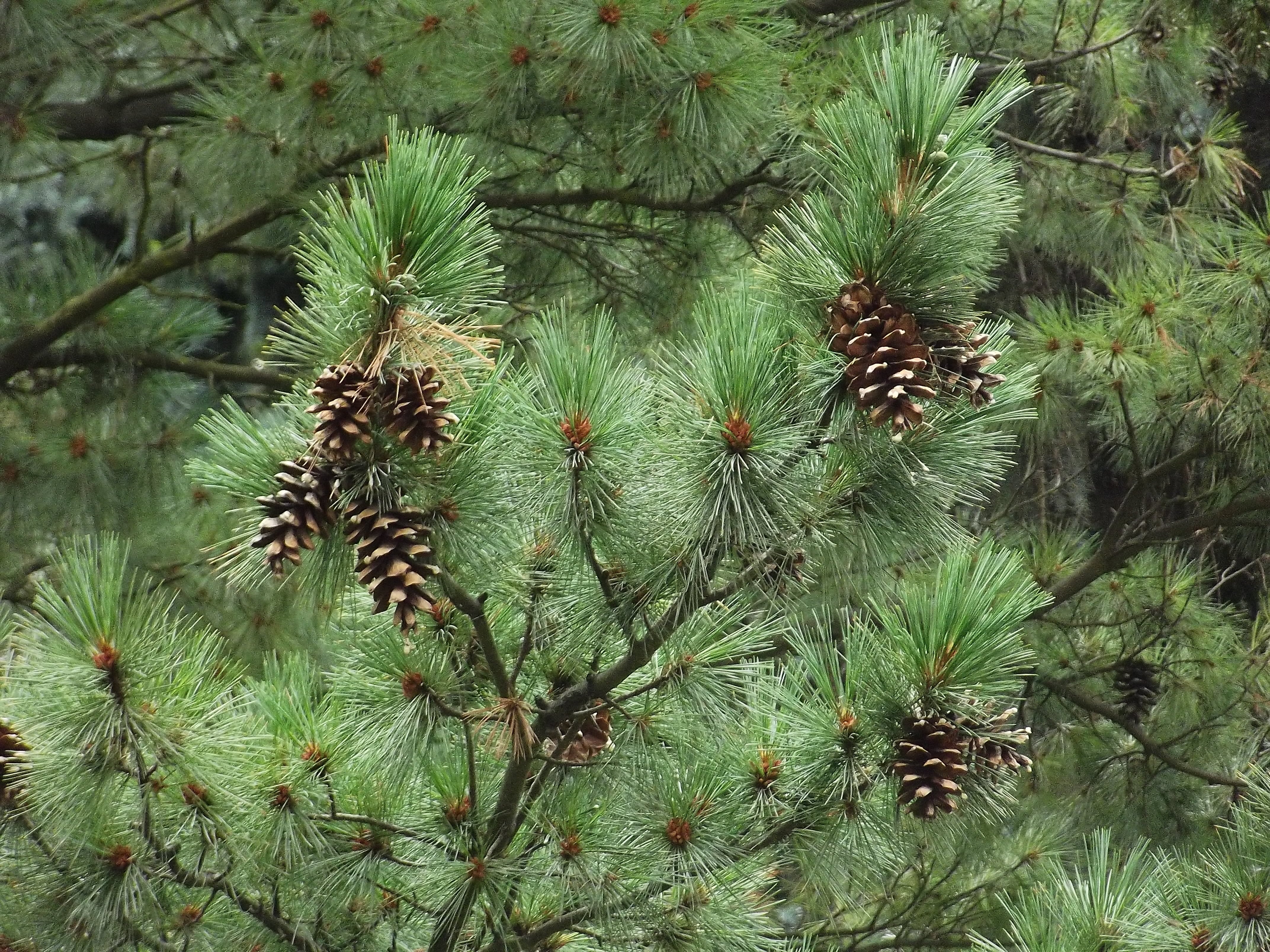 Сосна Монтесумы (Pinus montezumae