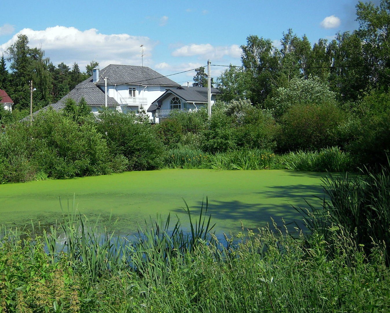 Дом у болота 2022. Дом у болота. Домик у болота. Дома у болота. Дома на болоте.