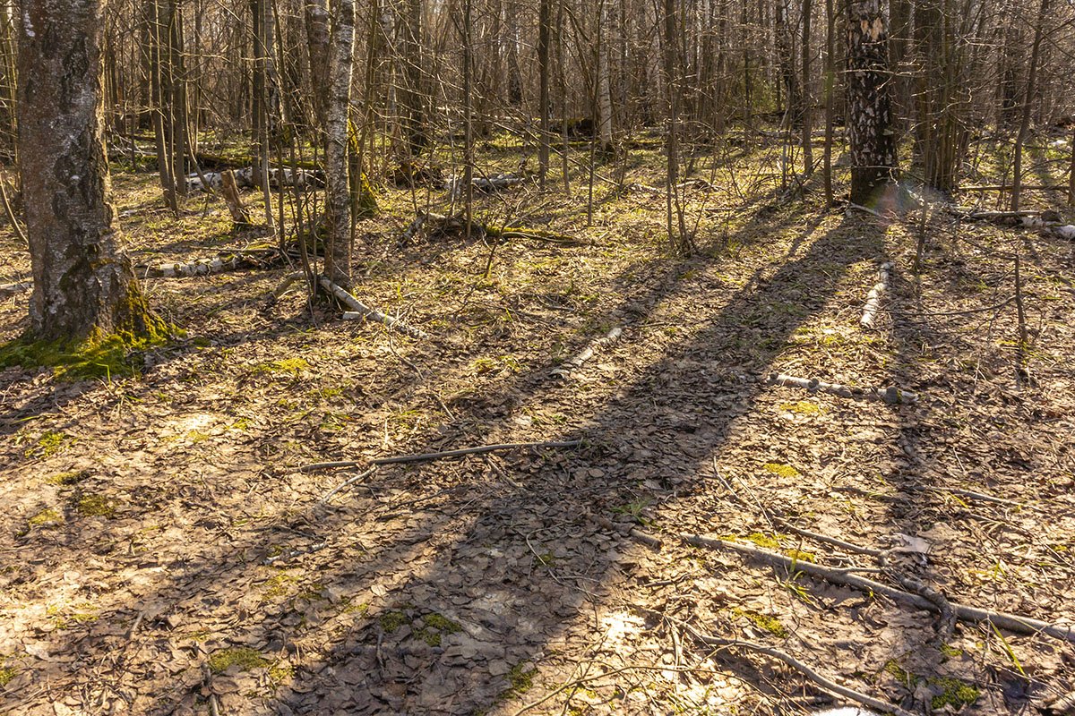 Пошел лесом. Полотно м11 Forest line Black. Бирнамский лес пошел. Иди лесом Барнаул.