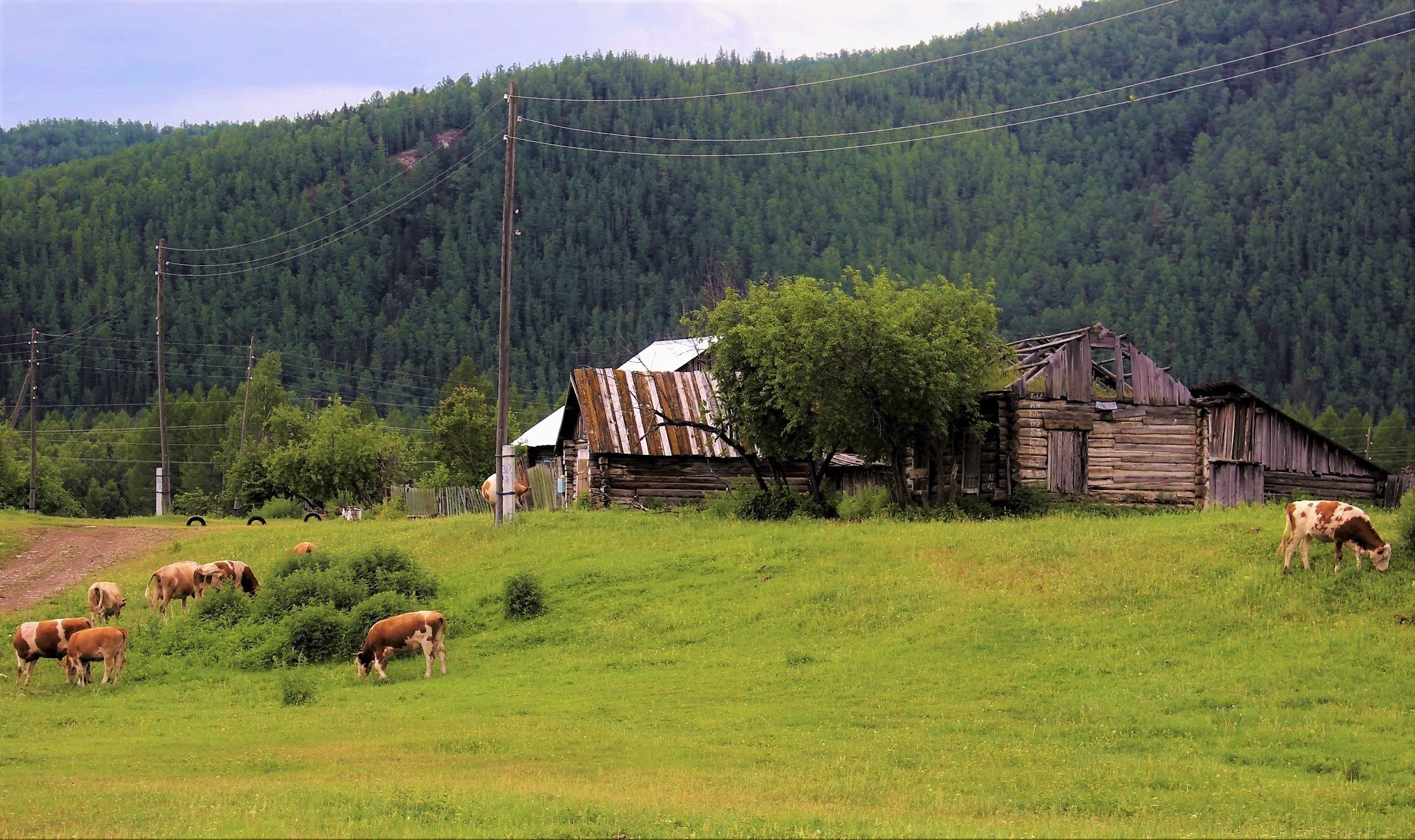 Беренжак хакасия фото