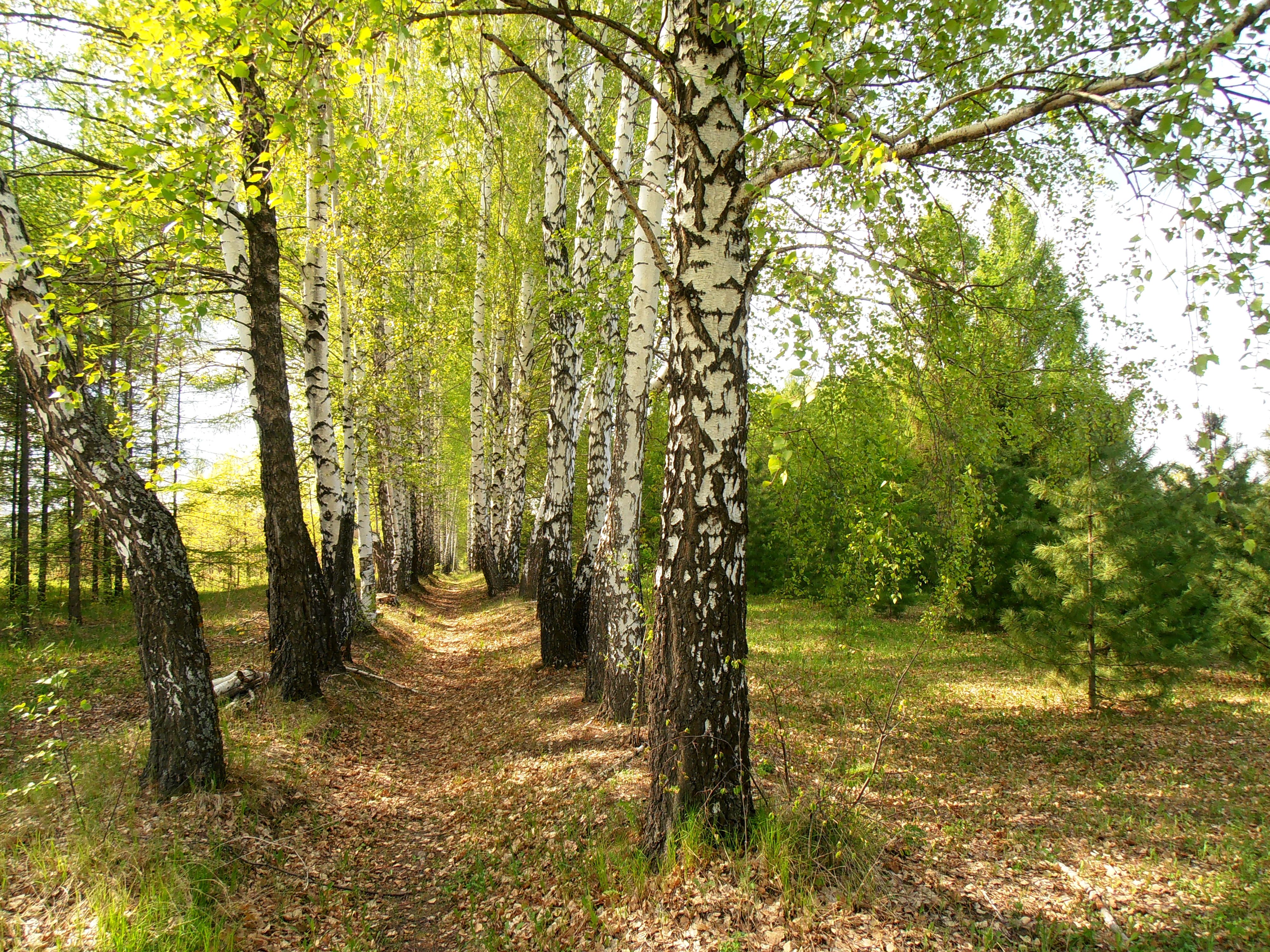 Дендропарк кострома фото