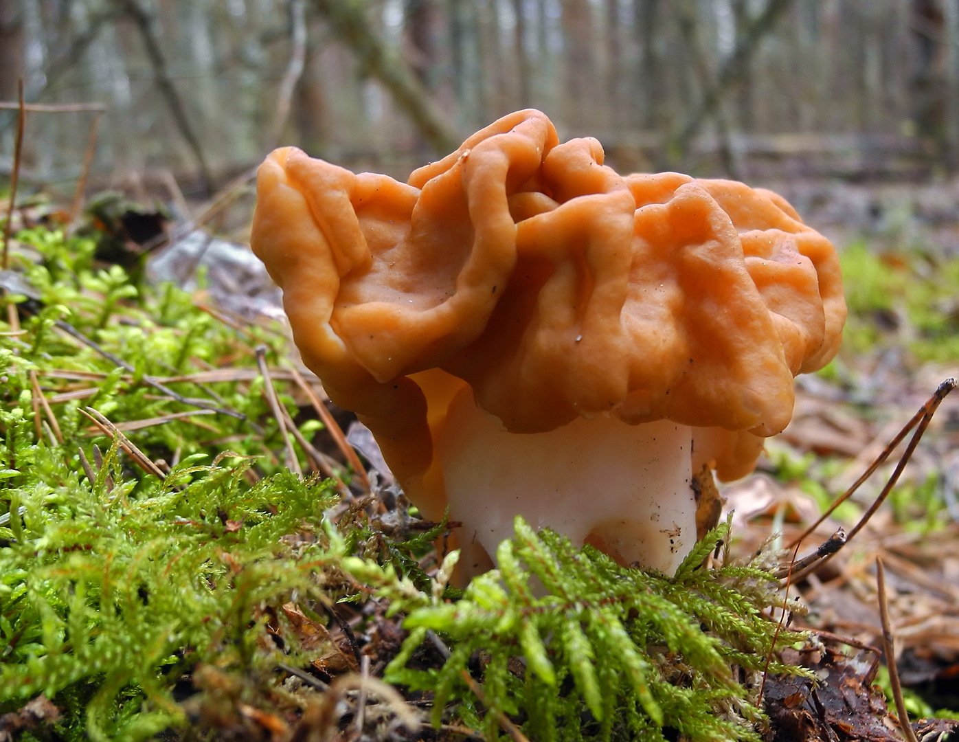 Брянский лес грибы