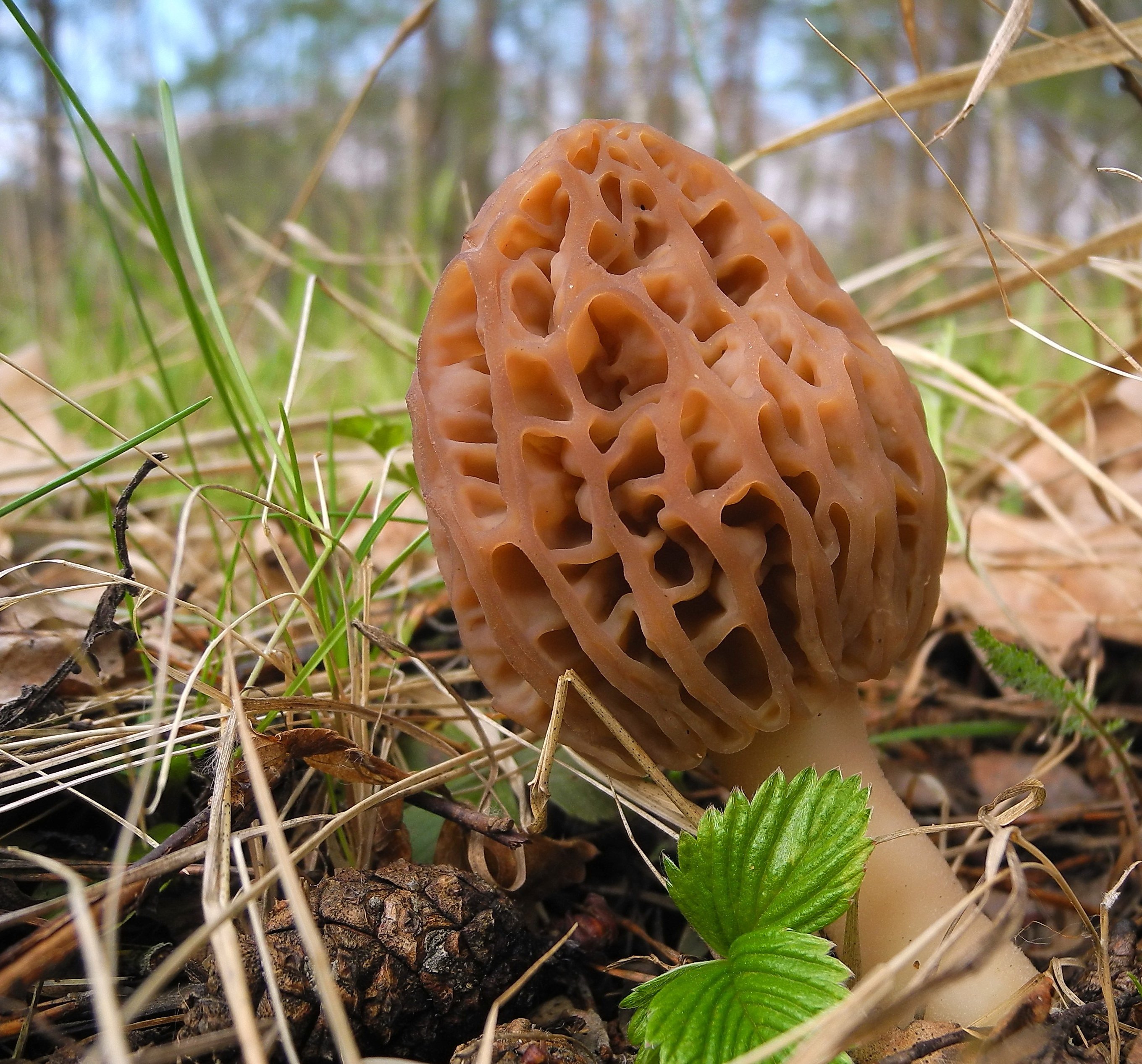 Весенние грибы съедобные с фото