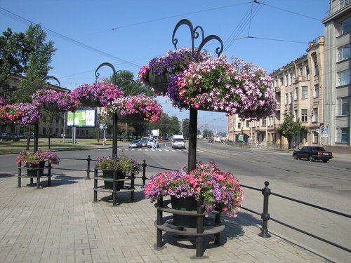 Цветы в городе