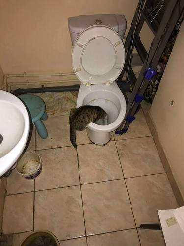 Созерцатель