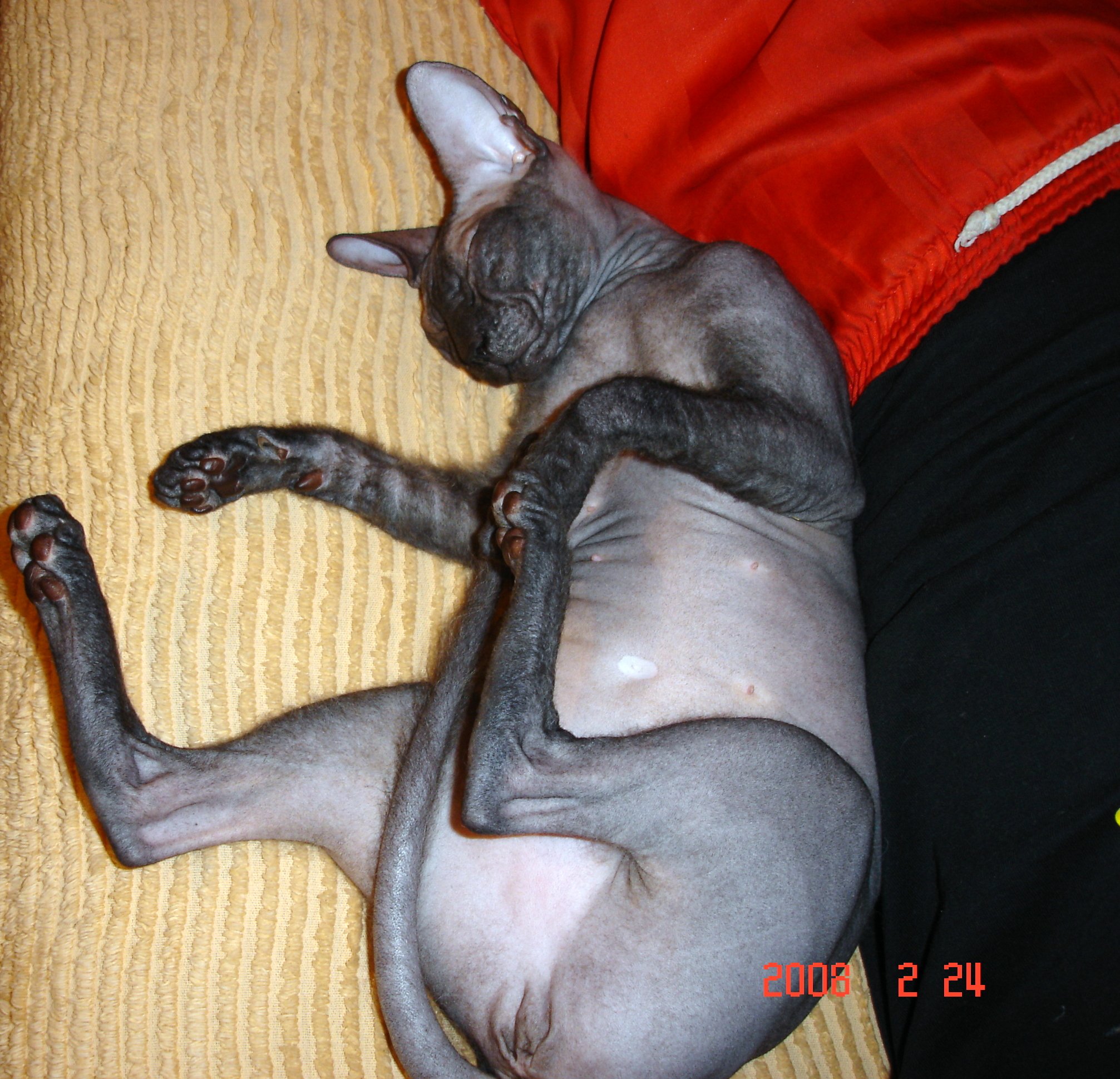 Лысая кошка на диване