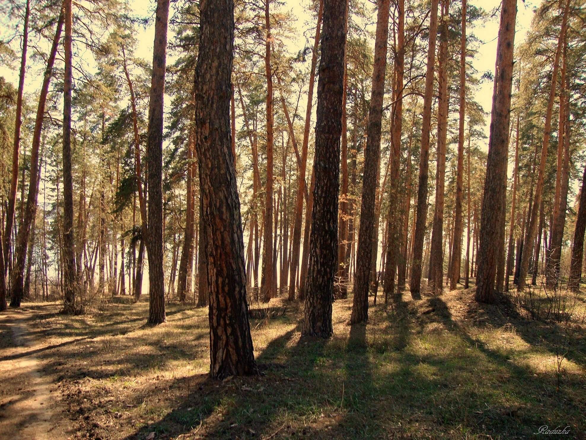 Сосновый Бор Краснодар Фото