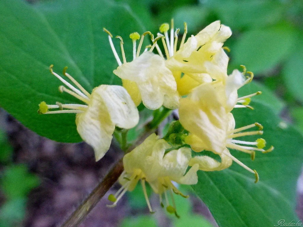 Жимолость Лесная Lonicera xylosteum