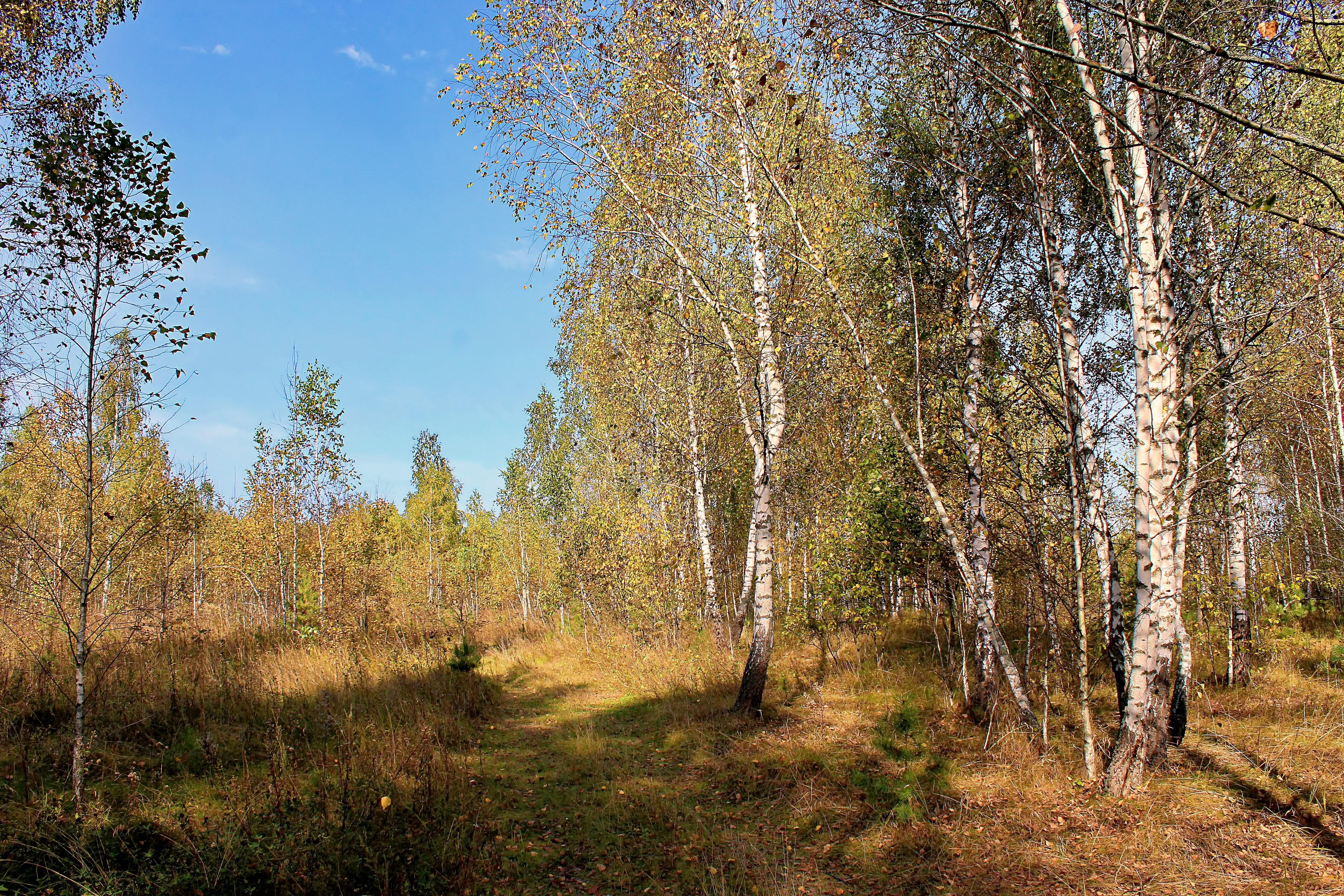 Гулять в березовой роще. Березовая роща осень фото. Яранская Березовая роща. Береза Геншин. Березовая роща ягоды грибы.