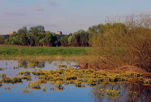 красочная старица реки Протвы