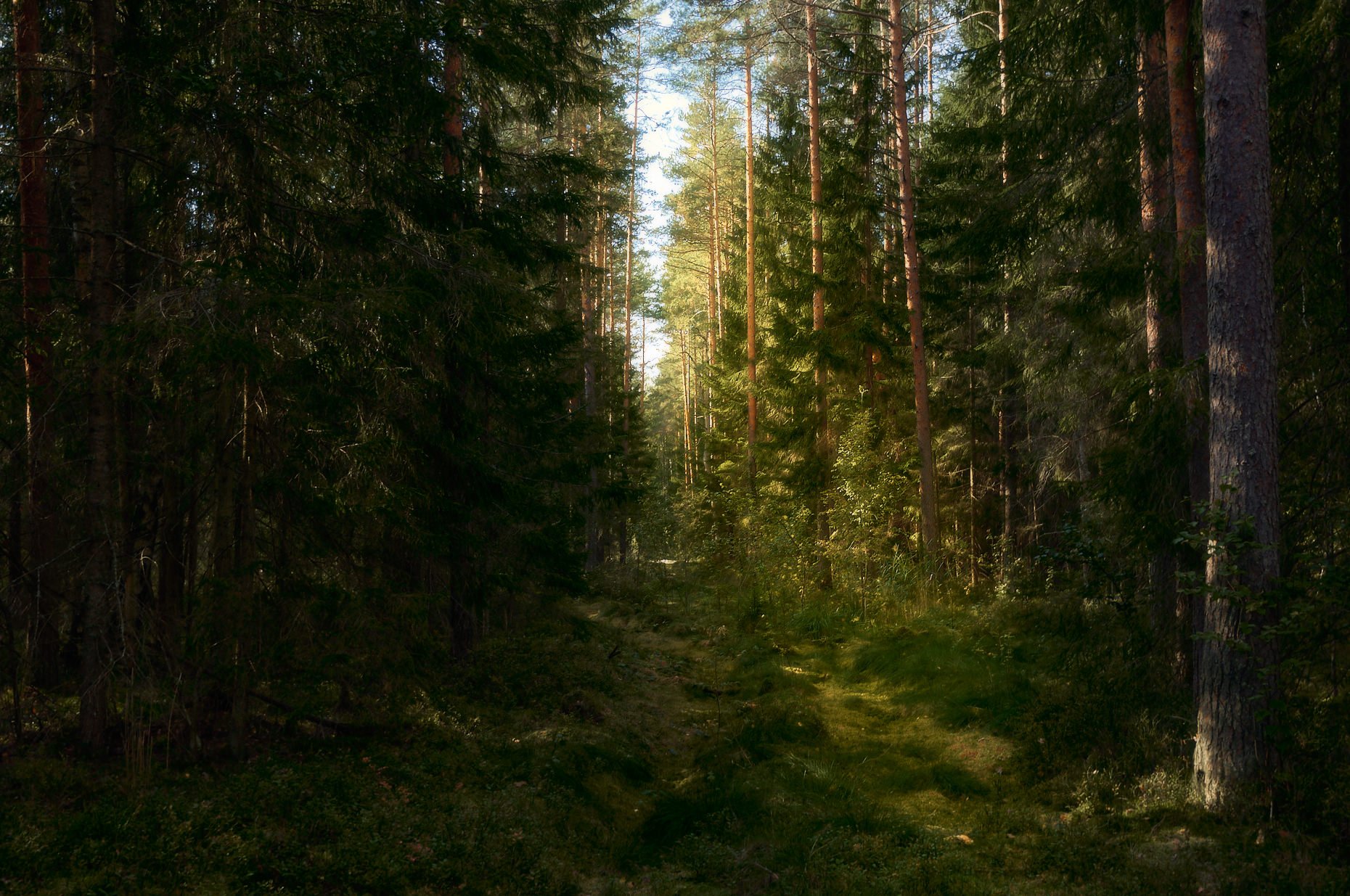 Просека в лесу фото