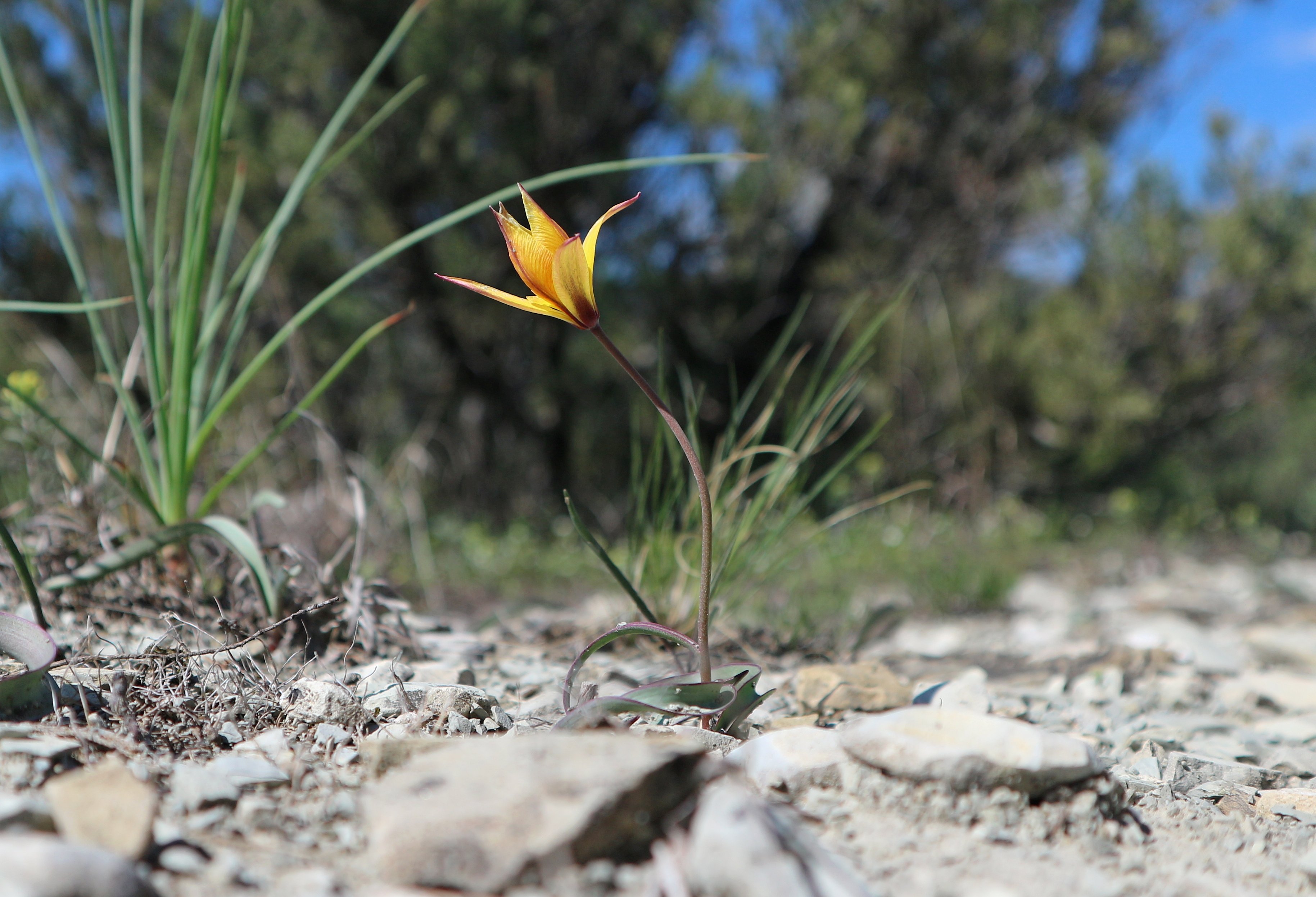 Растения краснодарского края. Tulipa Australis. Растительность Краснодарского края. Растительность Краснодара.