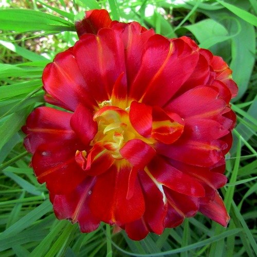 Красота пионовидного тюльпана