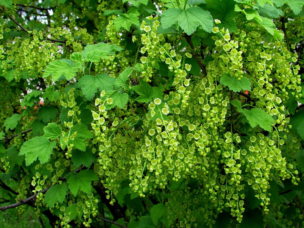 Йошта ягода цветение. Смородина в саду. Цветы смородины. Смородина цветет песня. Currant / смородина (ribes l.