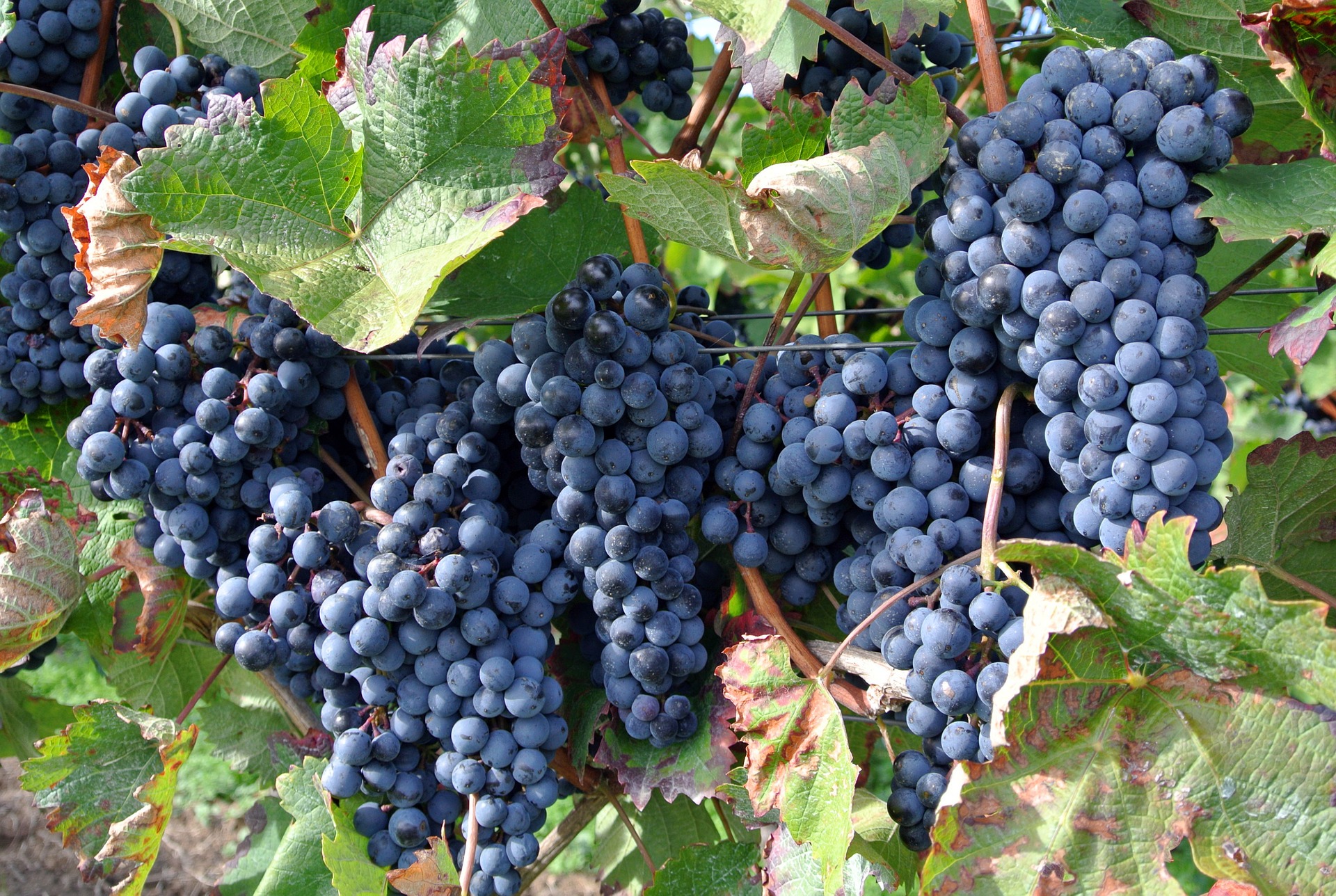 Виноград Vitis vinifera
