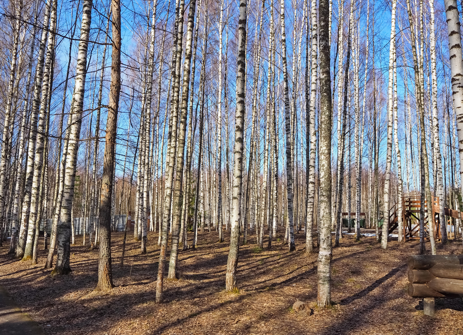 березовая роща парк усть-илимск. иркутская обл березовый. березовый лес 4к. иркутская обл березовый. иркутская обл березовый.