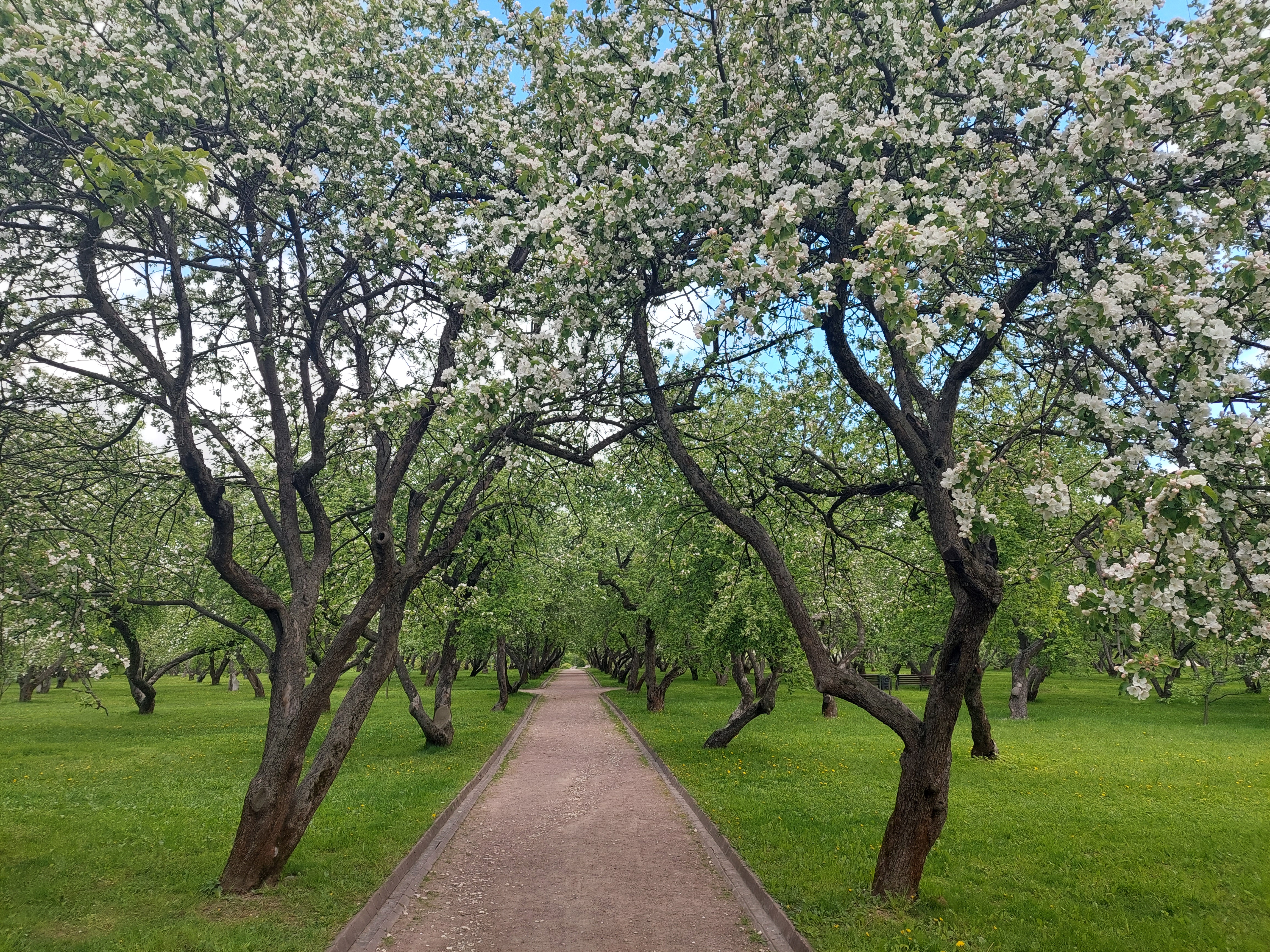 Парк Коломенское цветение яблонь фотосессия