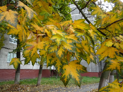 Клены