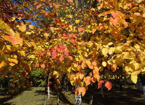 Золотая осень