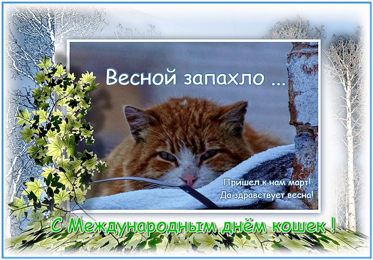 С Днем Кошек Фото