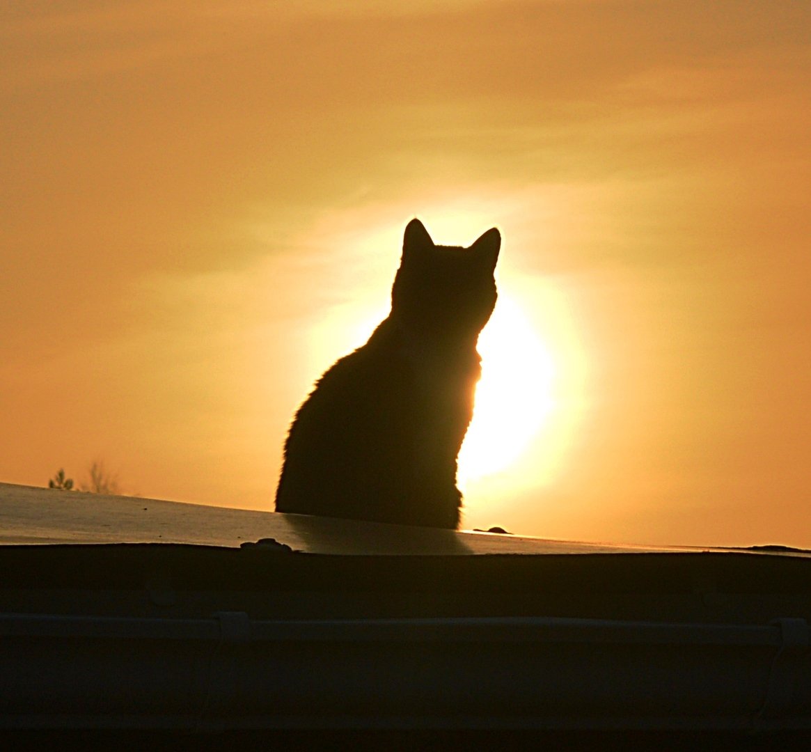 Кот на закате