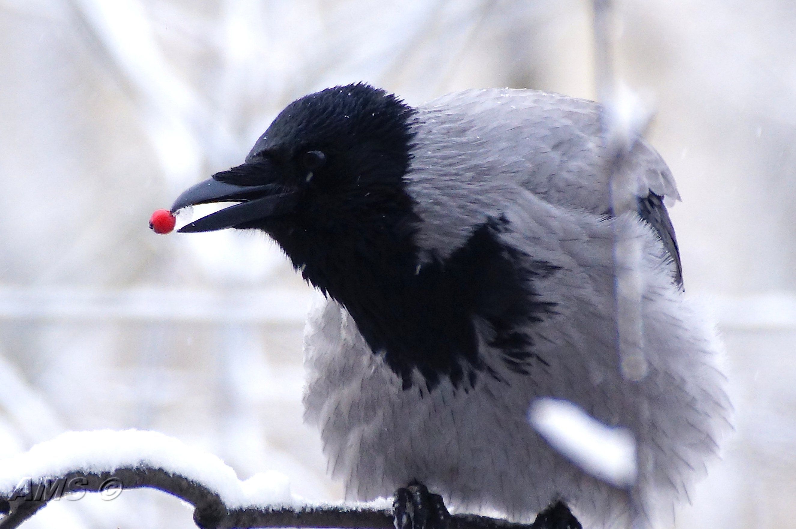 Winter crow. Ворона зимой. Зимующая ворона. Ворон зимой. Красивая ворона зимой.