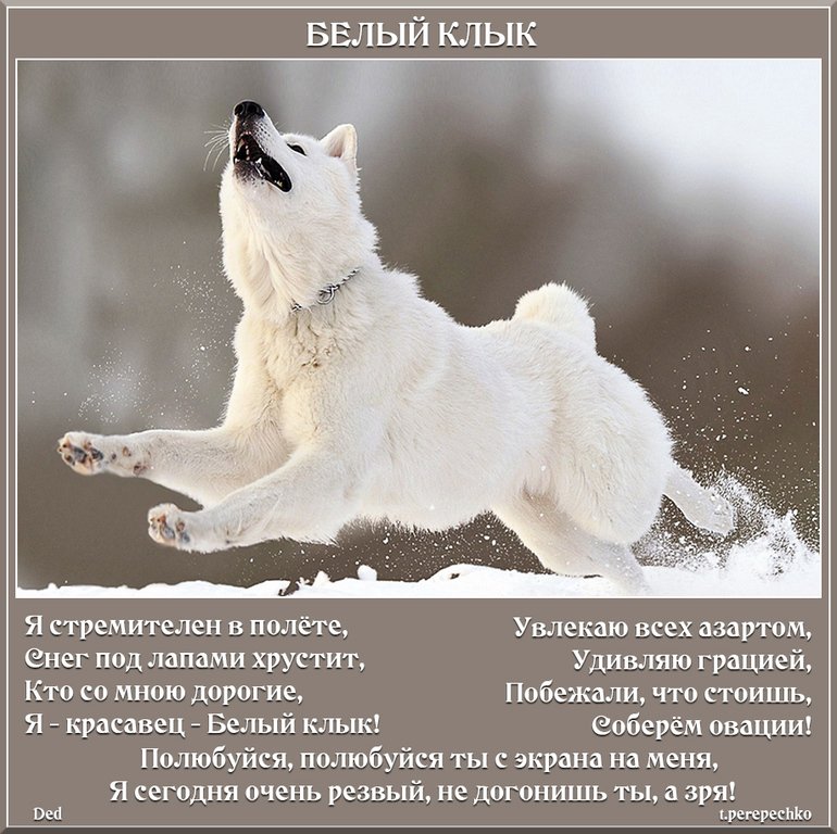 Белый Клык Магазин Томск Официальный Сайт