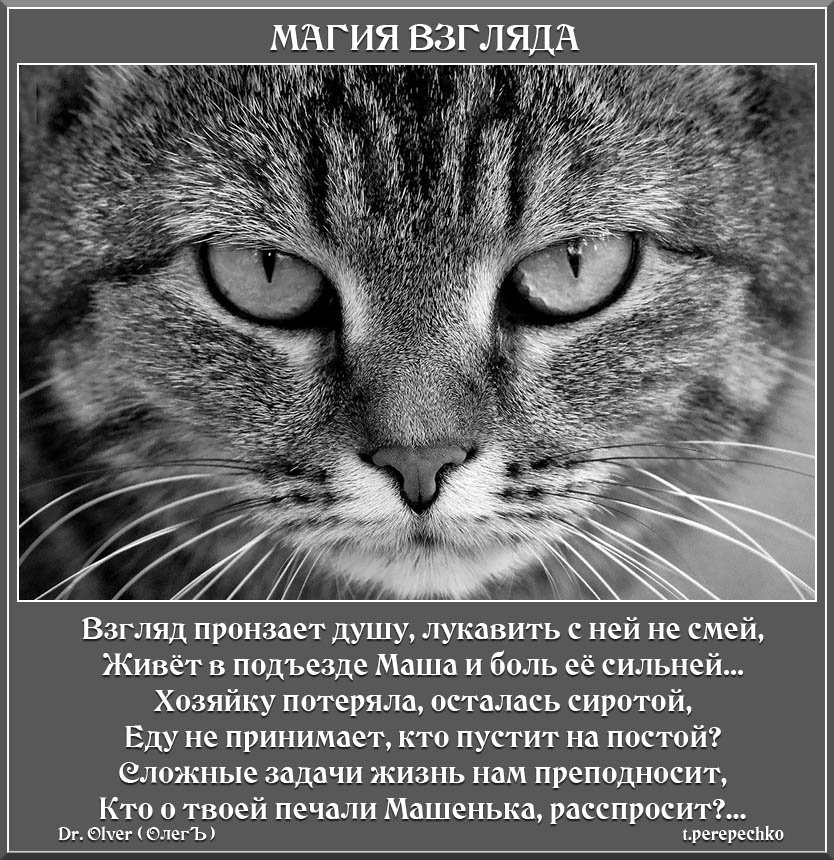 Взгляд высказывание. Статусы про взгляд. Цитаты про взгляд. Магия взгляда цитаты. Афоризмы про взгляд.