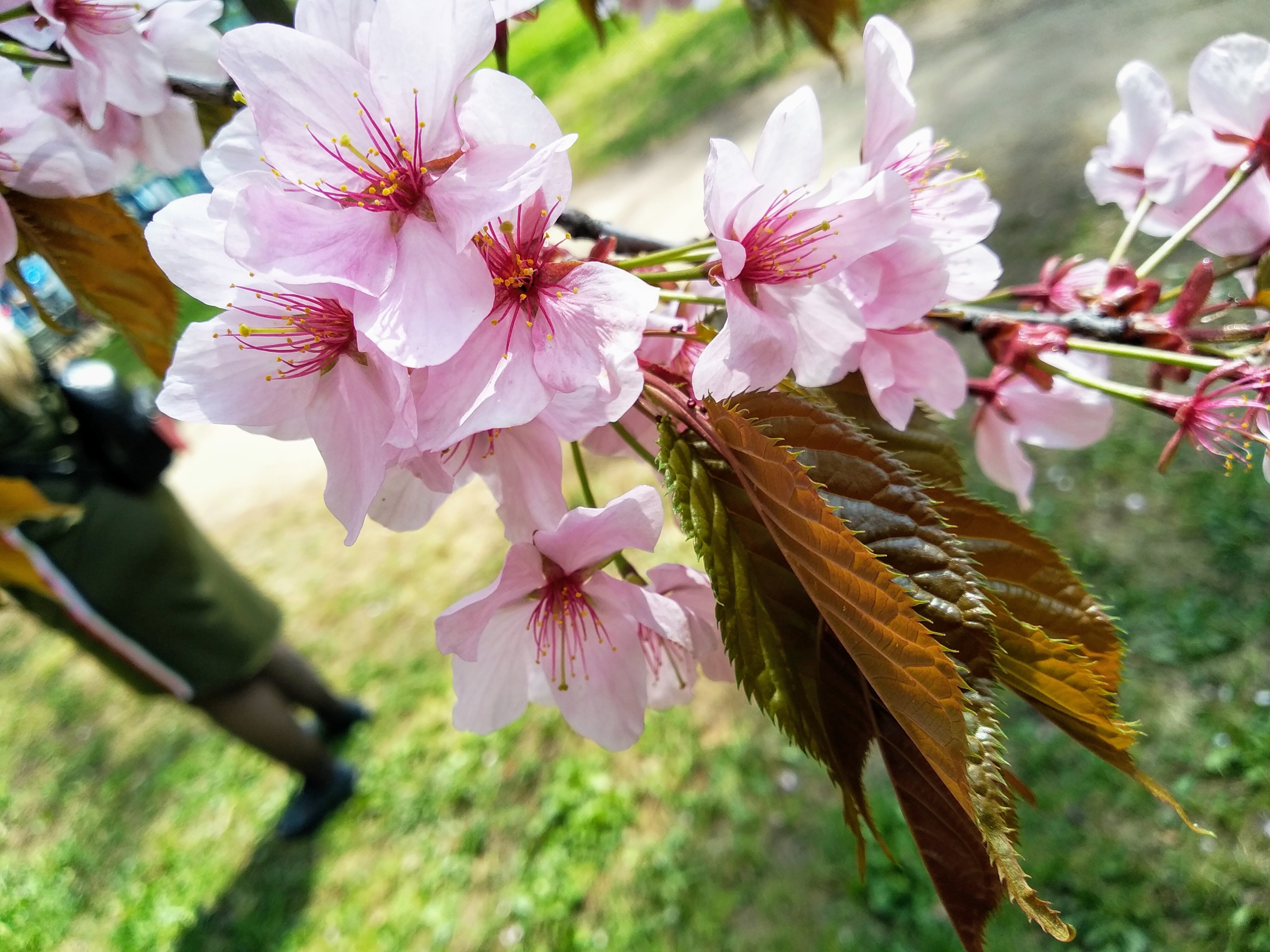 Sakura time. Сакура тюльпан. Сакура и тюльпаны фото. Классные фото во время цветения. Цветы расцветают по времени суток.