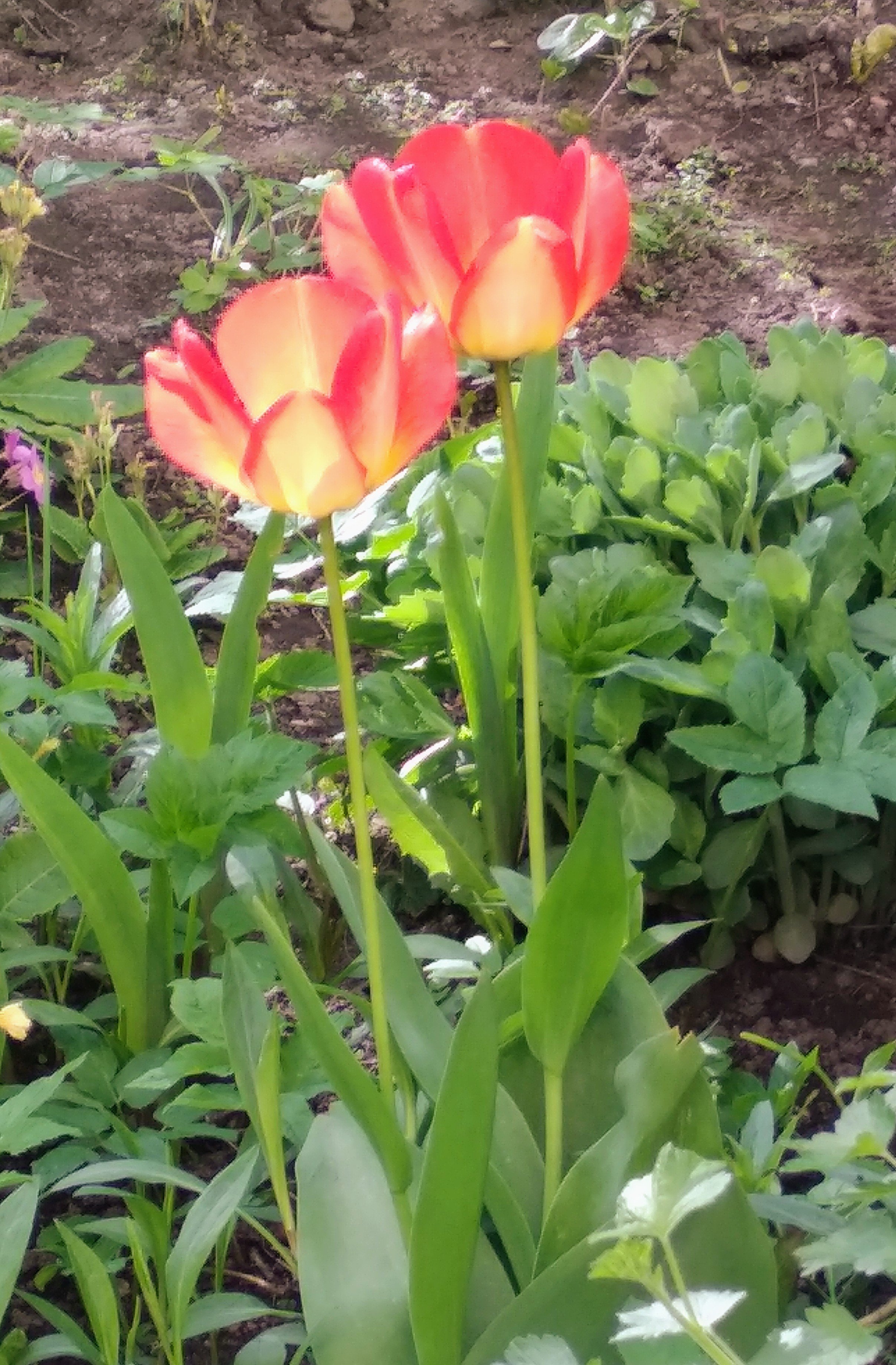 Мраморный тюльпан фото